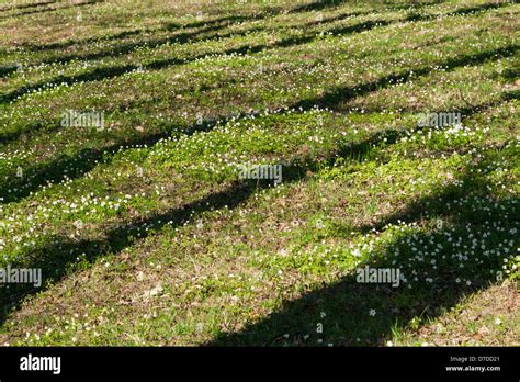 Spring Glade With Green Grass White Flowers And Shadow Tree Stock