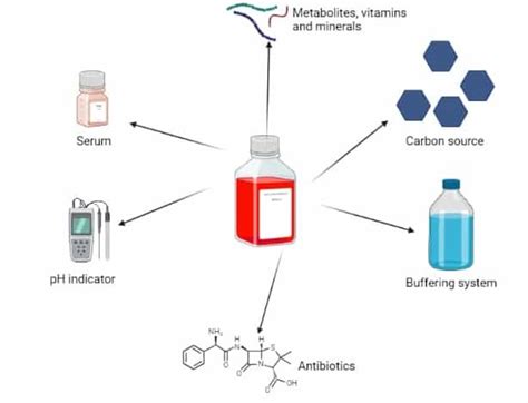 Microbial Culture Media Definition Types Examples Uses 46 Off