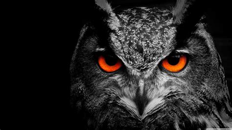 Night Owl Wallpapers Top Free Night Owl Backgrounds W