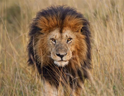 A Good Gauge Of A Male Lions Age Is The Darkness Of His Mane The