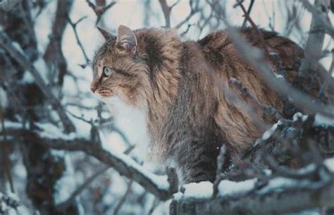 Present day 26 years later i will continue to breed the best. Grey Blue Maine Coon Siberian Cat