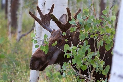 what you should know about moose behavior and how to avoid conflicts