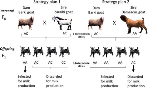Goat Type Selection And Molecular Markers A Solution For Milk