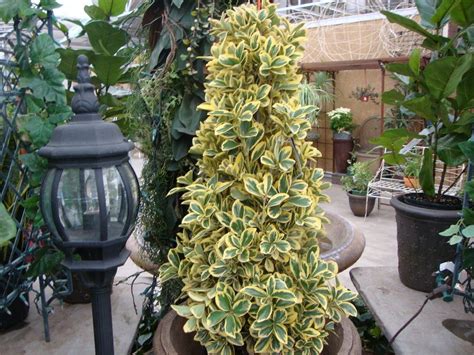 Euonymus japonicus is available for sale from the following nurseries. Photo of the entire plant of Japanese Euonymus (Euonymus ...