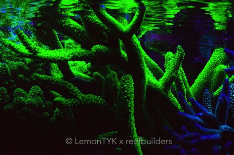 Coral Fluorescence Is A Thing Of Magic Reef Builders The Reef And