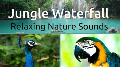 Beautiful Waterfall And Jungle Sounds For Relaxing Background White