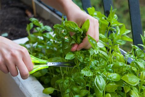 How To Grow Basil Diy Garden