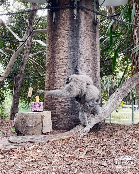 Javan Gibbon Astas First Birthday Perth Zoo Happy 1st Birthday