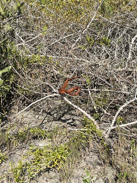 Mangrove Saltmarsh Snake In January By Maxharmon Inaturalist