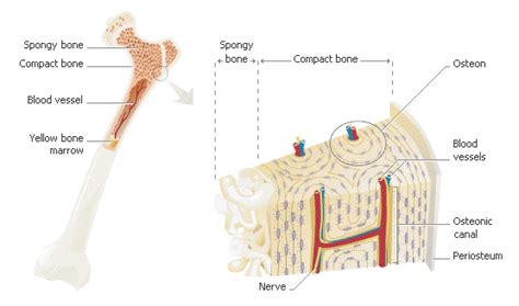 Compact Bone Diagram Class 9 Chapter 6 Bone Pictures Anatomy