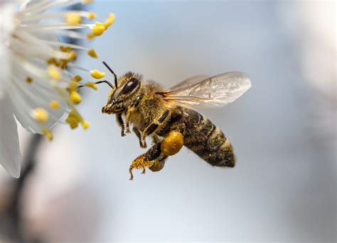 Ways To Differentiate Honey Bees Keep Up With The Buzz