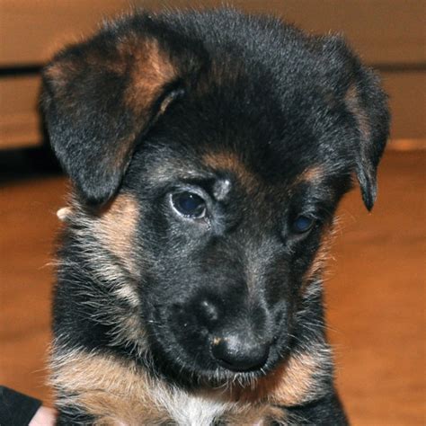 Purebred german shepherd puppies for sale with pedigree papers. Vollmond - Breeder of German Shepherd Puppies & Dogs For ...