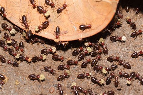 Termite Signs Of Termite Damage