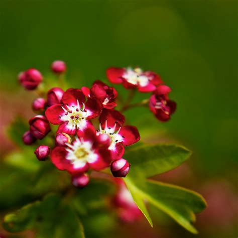 These beautiful pictures of pretty flowers are free stock photos and can be downloaded and commercially used because they are licensed under the free pexels license. 46+ Small Flower Wallpaper on WallpaperSafari