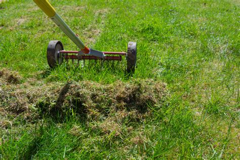 Rasenpflege im Frühjahr So entfernen Sie Moos