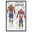Muscular System Anatomical Poster Muscle Anatomy Chart 