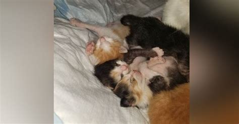 How can i help a pregnant feral cat? After Befriending A Pregnant Cat, Woman Surprised When ...