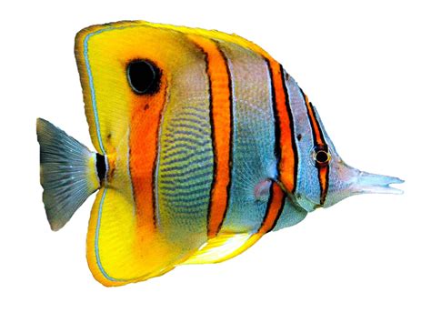 Goldfish Png Transparent Image