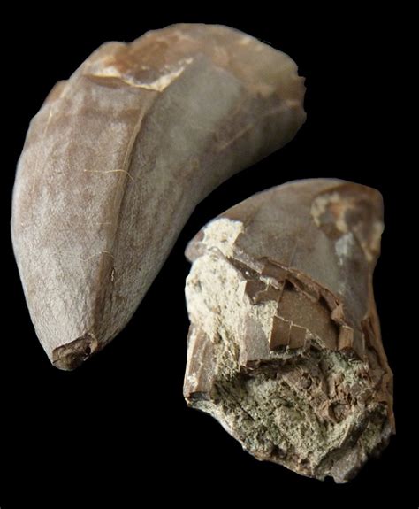 Much like horses, camels evolved in north america before being entirely extirpated from it; Maybe A Dinosaur Tooth ! - Fossil ID - The Fossil Forum