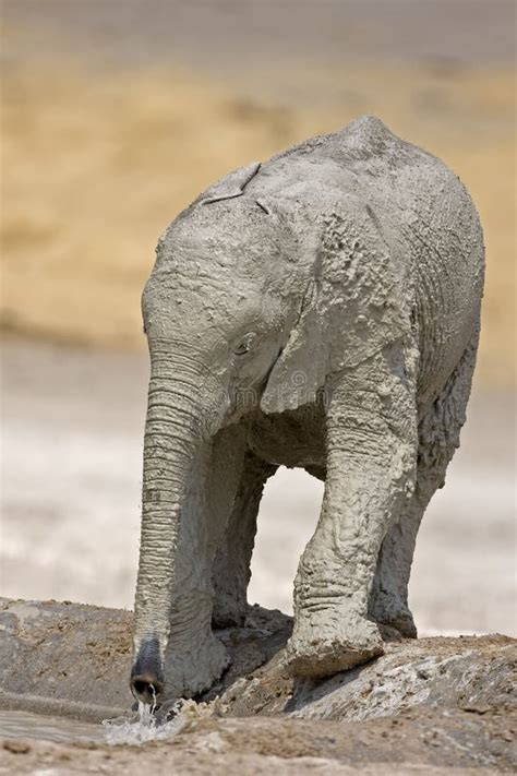 Baby Elephant Full Of White Mud Stock Photo Image Of White Close