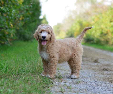 Trained English Goldendoodle Puppies Available — Doodle Creek English