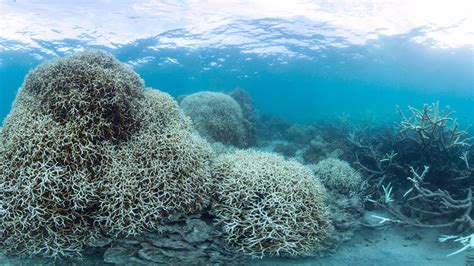 Infographic How Does Climate Change Affect Coral Reefs National