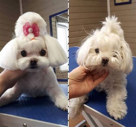 30 Best Maltese Haircuts For Dog Lovers Page 2 Of 8 The Paws Dog