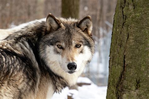 Timber Wolf Stare Photograph By Rose Guinther Pixels