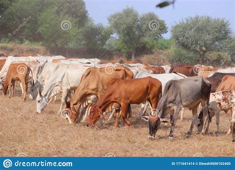 Outdoors Domestic Cows In India Stock Photo Image Of Bulls African
