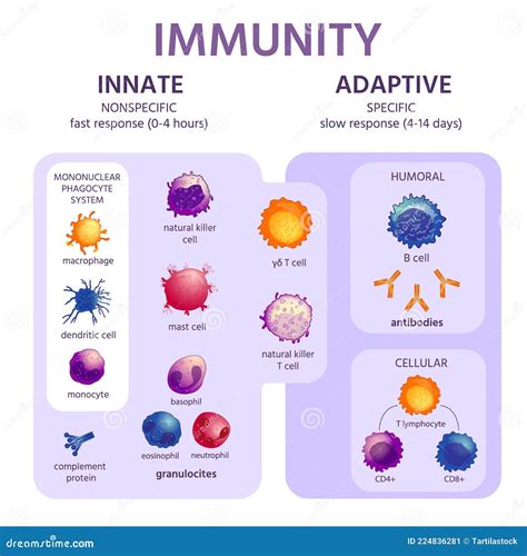 Innate And Adaptive Immune System Immunology Infographic With Cell