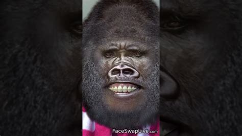 That Funny Gorilla Again Youtube