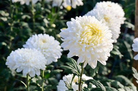 White Chrysanthemum Flowers Featuring Flowers White And Chrysanthemum