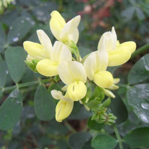 Yellow Winter Flowering Coronilla Valentina