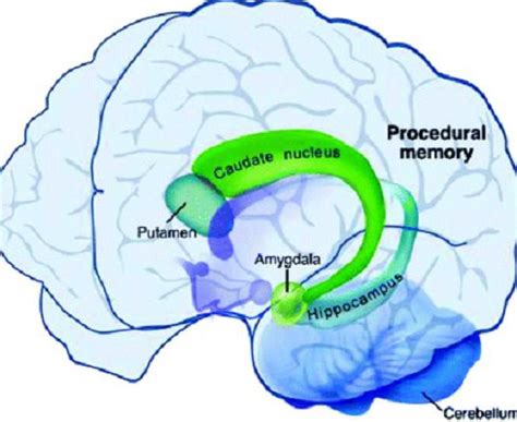What Is Procedural Memory With Types Functioning And Physiology