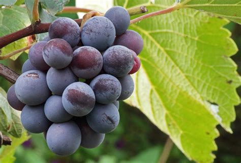 Ripening Bunch Of Grapes On A Vine Free Stock Photo Public Domain