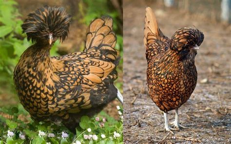 Top 12 Most Beautiful Chicken Breeds 2023