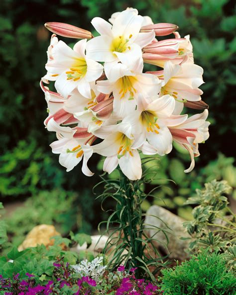 Lilium Regale Trumpet Lilies Buy Lily Bulbs From The