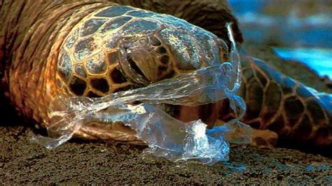 In malaysia, pollution of river waters poses a serious risk to the health of the public. Plastic Waste is a Threat to Sea Turtles - Clean Malaysia