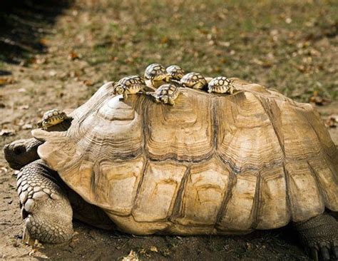 Do note that automatic feeders are onlybest used for. White Wolf : Baby tortoise hitches a lift with mum (PHOTOS)