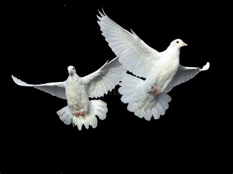 White Doves In Flight