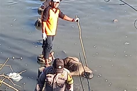 Geger Penemuan Mayat Laki Laki Di Sungai Bengawan Solo Identitas Belum