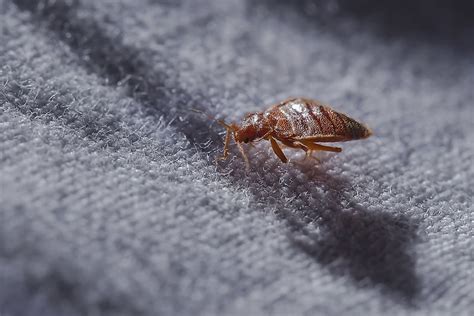 Which Cities Have The Most Bed Bugs Worldatlas