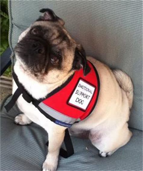 Obtain from our local clinic or online. Small Reflective Emotional Support Dog Vest with Zipper ...
