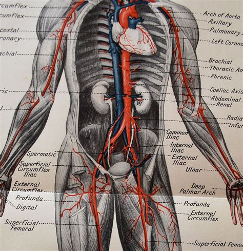 Beautiful Anatomy Human Body Illustration 1923 Showing The