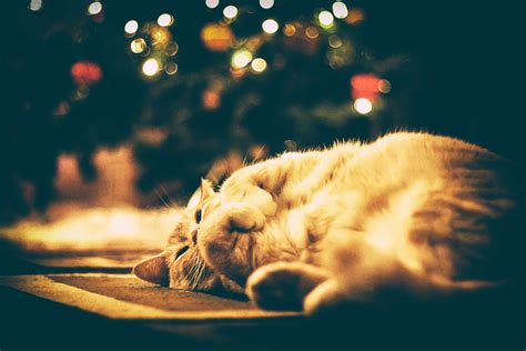 You can also upload and share your favorite christmas wallpapers 1920x1080. Wallpaper : sunlight, colorful, cat, shadow, orange, Joy ...