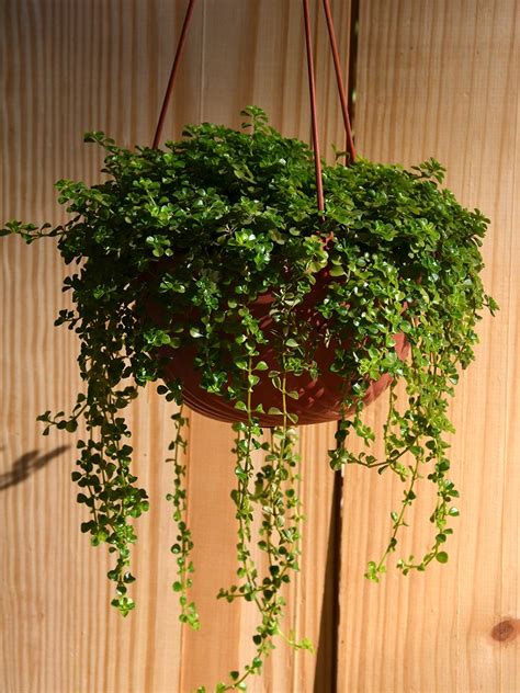 These unique indoor hanging plants are cascading succulents with clusters of pearls on long dangling stems. Baby's Tears (Soleirolia Soleirolii) | Shop Online for ...