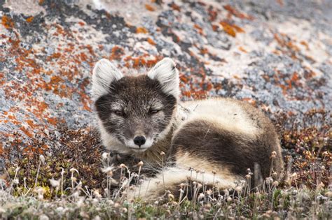 Surprisingly Fantastic Facts About The Arctic Fox