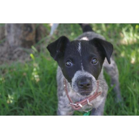 Perfect pet rescue has many wonderful dogs for adoption. Dolce - Medium Male Australian Cattle Dog x Fox Terrier ...