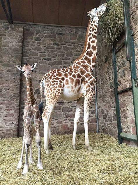 Watch the incredible moment a rare Rothschild's giraffe is born and
