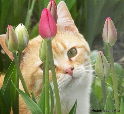 Use them in commercial designs under lifetime, perpetual & worldwide rights. tiptoe through the tulips | Green eyed cat, Ginger cats ...